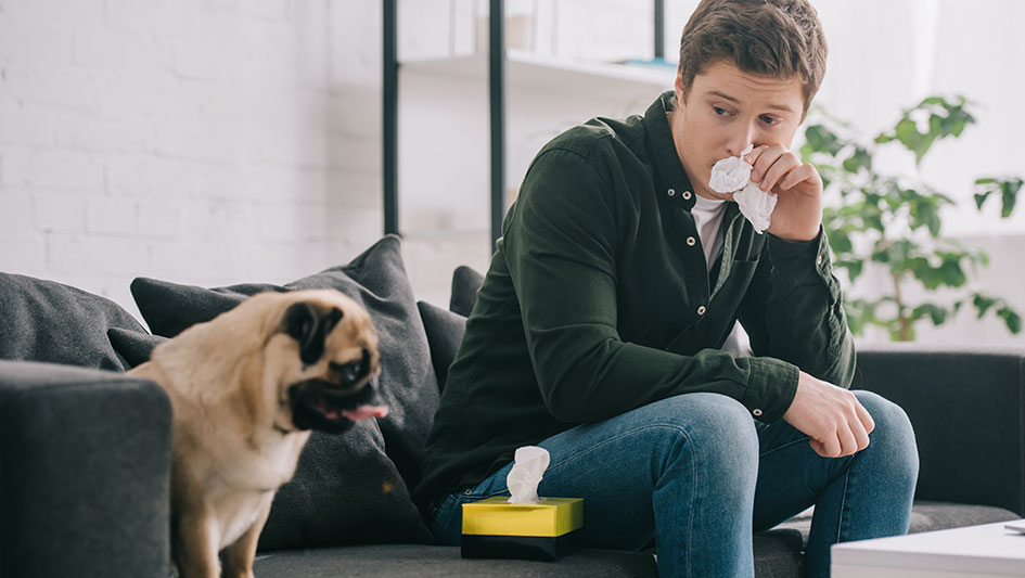 Purchasing an air purifier is one of the top ways to improve your home’s indoor air quality. Learn more about the three top solutions. 